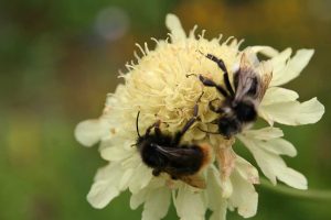 Wildbienen auf hellgelber Blüte