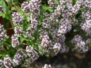 Blüten des Gewöhnlichen Arznei-Thymian