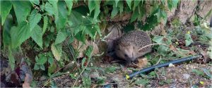 Ein Igel bewegt sich tagsüber entlang einer Mauer