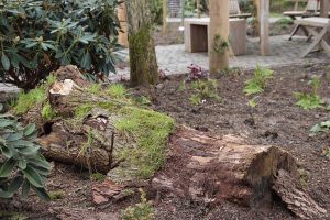 Ein dicker, teilweise mit Moos bewachsener Baumstamm liegt in einem Beet zwischen den Pflanzen.