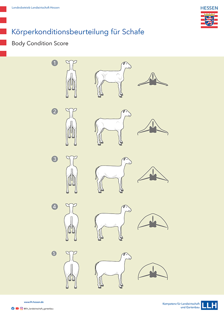 Grafik: Körperkonditionsbeurteilung für Schafe - Body Condition Score