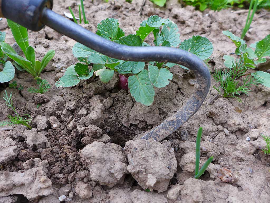 Sauzahn (Gartenwerkzeug) im Boden zwischen zwei Gemüsereihen.