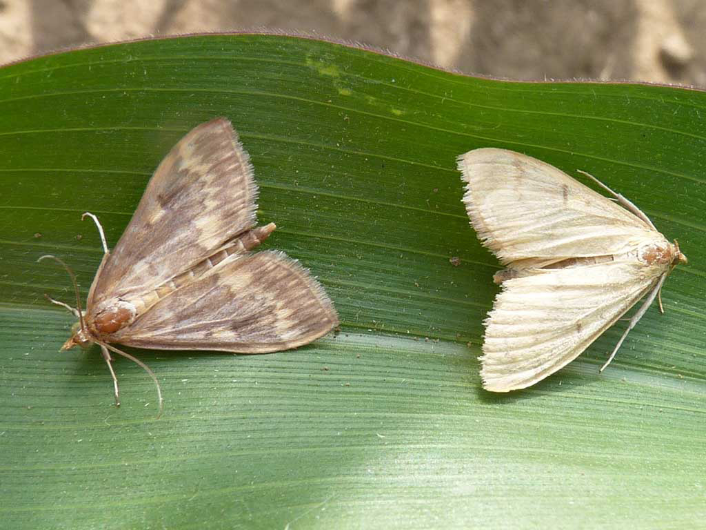 Maiszünsler-Männchen und -weibchen