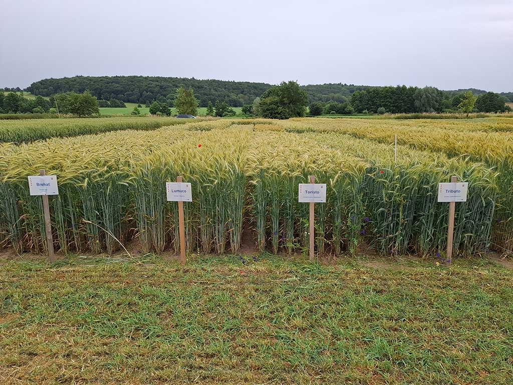 Öko-Versuchsfeld mit verschiedenen Sorten Wintertriticale; im Vordergrund sieht man Infoschilder zu den einzelnen Sorten
