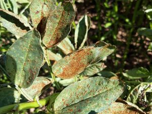 Blatt einer Ackerbohnenpflanze mit kleinen, braunen Befallsherden