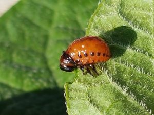 Nahaufnahme einer Kartoffelkäferlarve auf einem Blatt