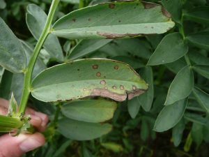Blatt einer Ackerbohne mit Läsionen