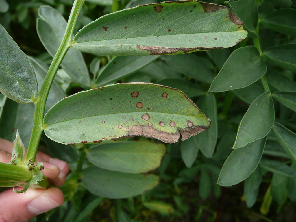 Blatt einer Ackerbohne mit Läsionen