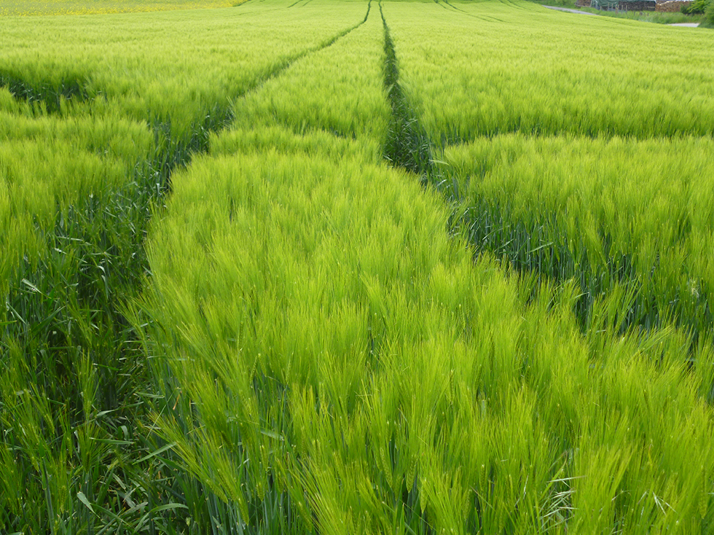 Feld mit Wintergerste im Frühjahr