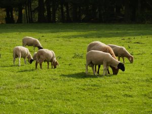 Schafe auf Weide im Abendlicht