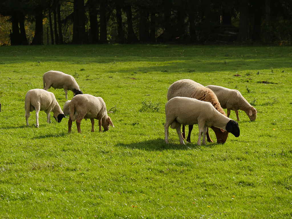 Schafe auf Weide im Abendlicht