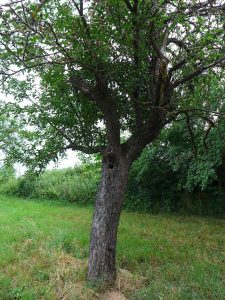 Dieses Foto zeigt den Obstbaum mit Baumhöhle vom vorherigen Foto, diesmal in ganzheitlicher Ansicht.