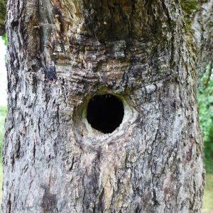 Das Foto zeigt einen Obstbaumstamm mit Baumhöhle.