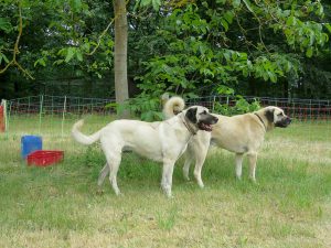 2 Herdenschutzhunde