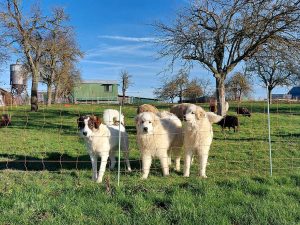 3 junge Herdenschutzhunde auf einer eingezäunten Weide beim Training