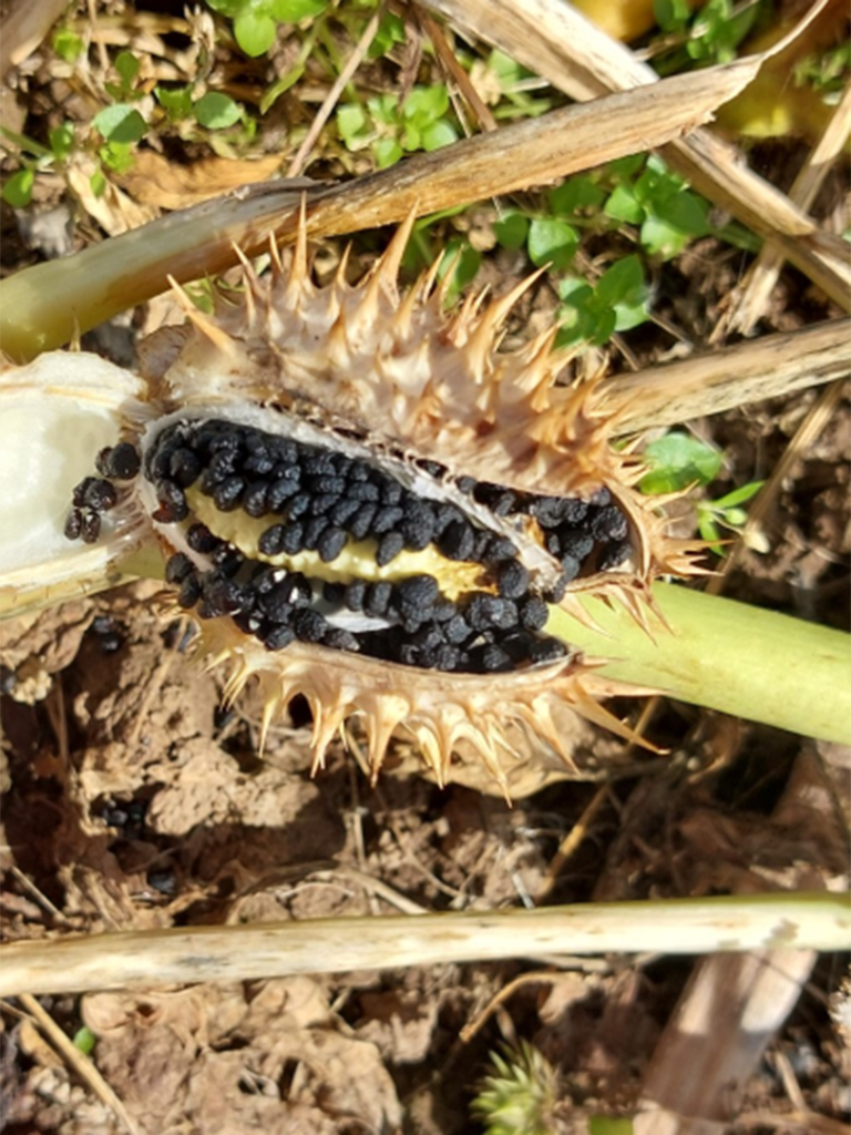 Geöffnete Stechapfel-Kapsel, es sind viele kleine schwarze Samen zu erkennne