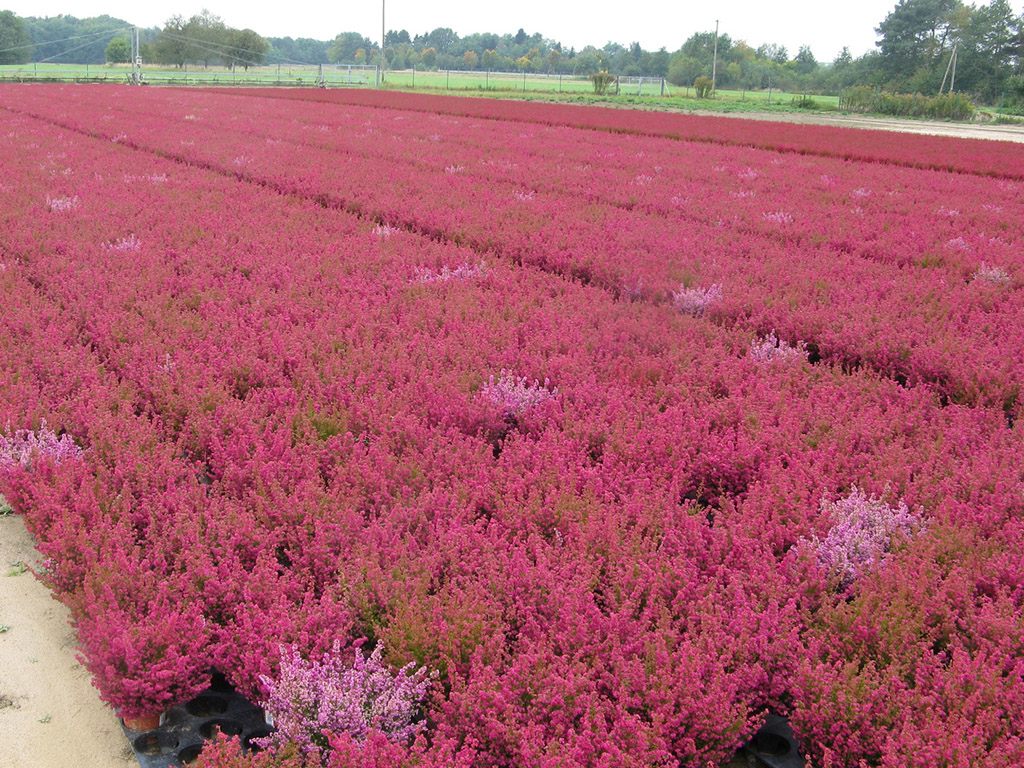 Pink blühender Erica gracilis-Bestand im September