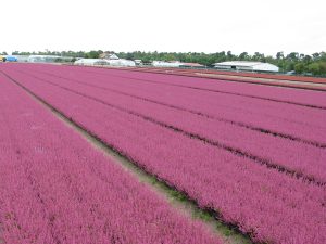 Pink blühender Callunenbestand
