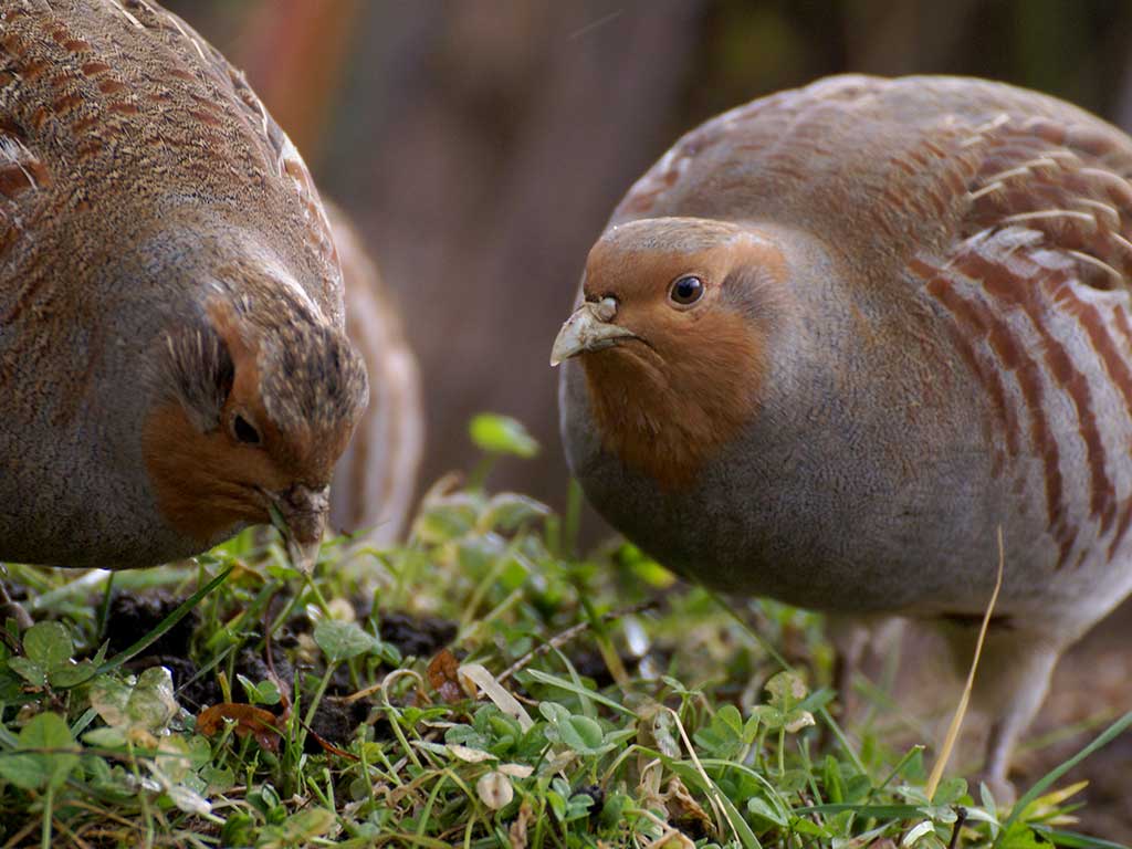 2 Rebhühner