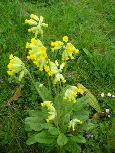 gelb blühende Schlüsselblume auf einem Kräuterrasen