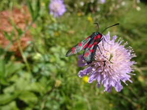 Schmetterling sitzt auf einer lila Skabiosen-Blüte