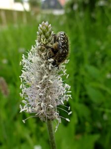 eine Raupe sitzt auf einer weißen Hornkleeblüte