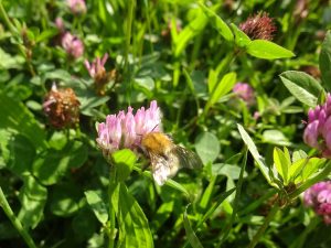 eine Ackerhummel sitzt auf einer Wiesenkleeblüte