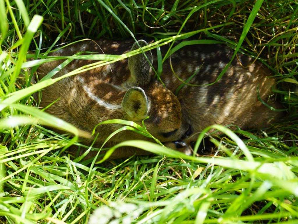 Rehkitz liegt schlafend im Gras
