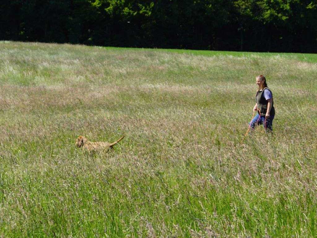 eine Person läuft mit einem angeleinten Hund über eine Blühfläche