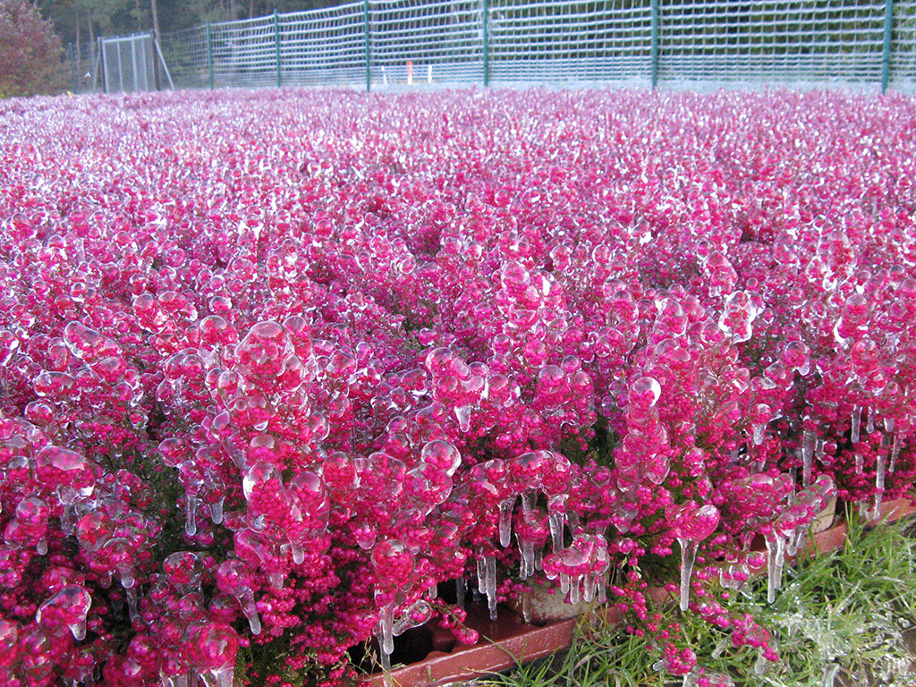 Mit Eis überzogene, pink blühende Erika