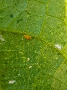 Oriuswanzenlarve auf Blatt