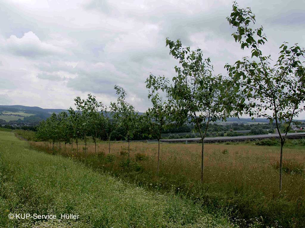 Alley-Cropping; © KUP-Service Hüller