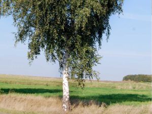 Birke