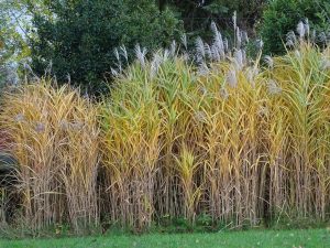 Miscanthus