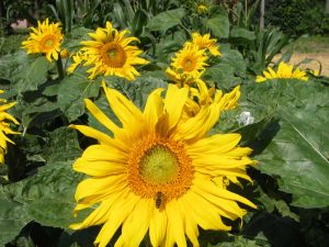 Sonnenblumen