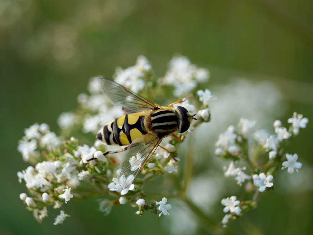 Große Sumpfschwebfliege auf weißen Blüten