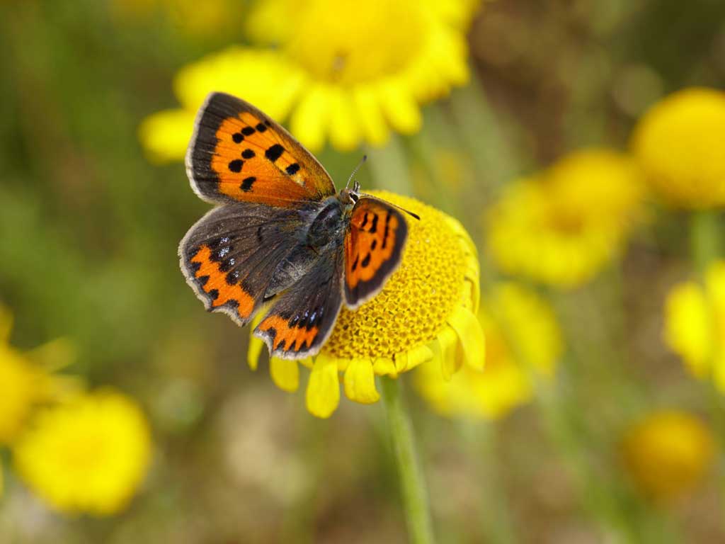 kleiner Feuerfalter auf gelber Blüte