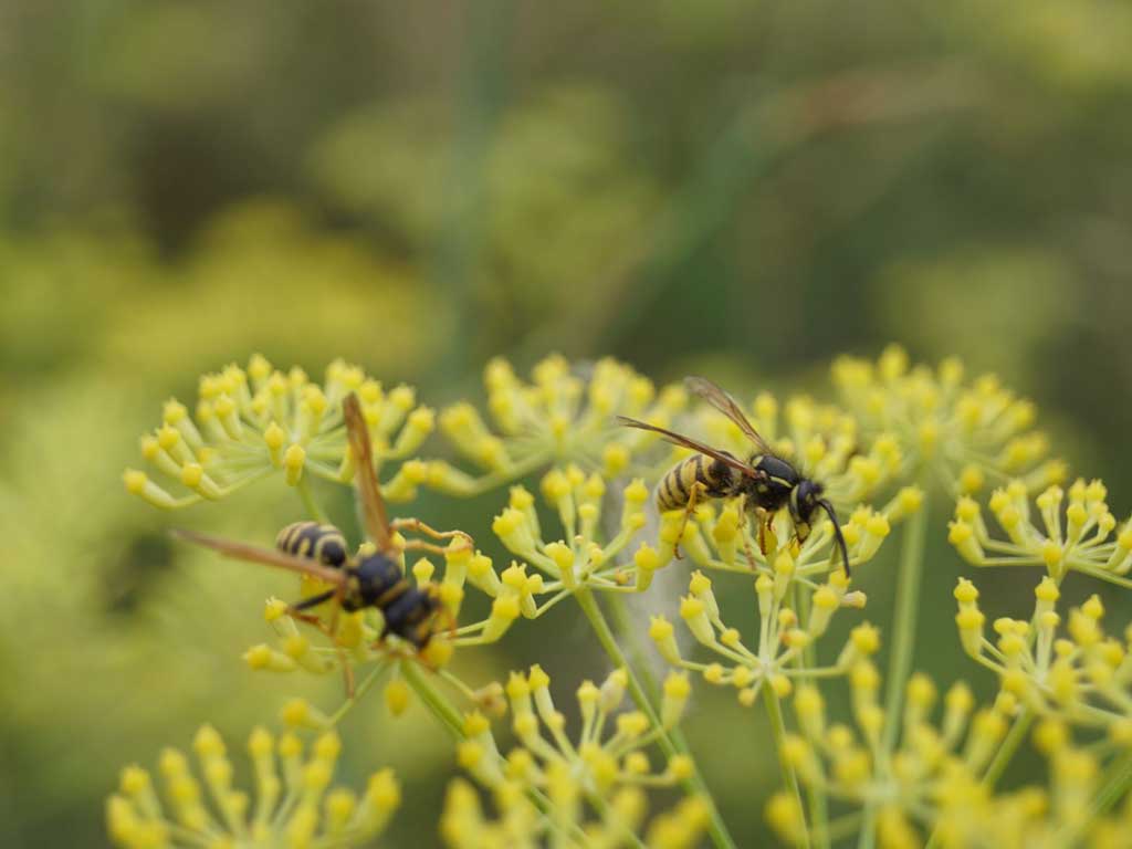 Wespen auf gelben Blüten