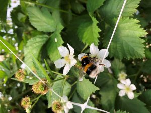 Hummel auf Brombeerblüte