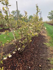 Heidelbeerplantage mit blühenden Pflanzen