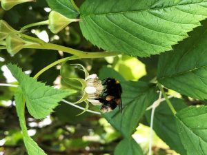 Hummel auf einer Himbeerblüte