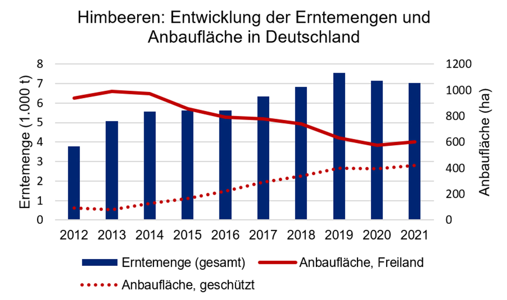 Abb. 2: Entwicklung der Erntemengen und Anbaufläche für Himbeeren in Deutschland von 2012 bis 2021; Zahlen für 2021 sind vorläufig (Quelle: Statistisches Bundesamt)