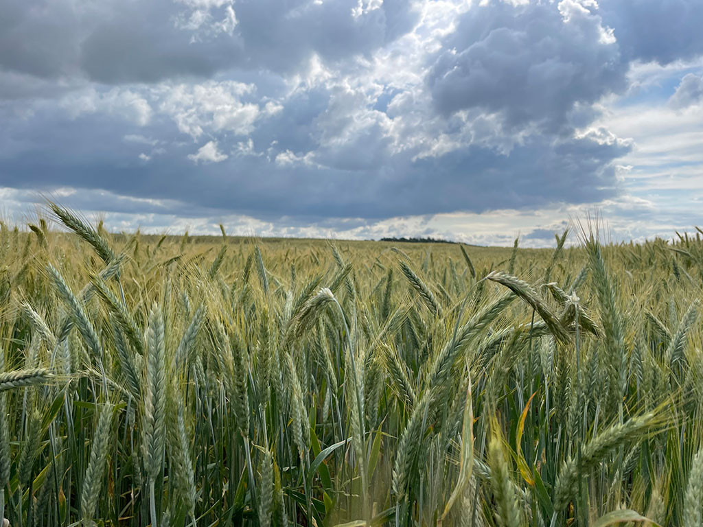 Versuchsfeld mit Wintertriticale