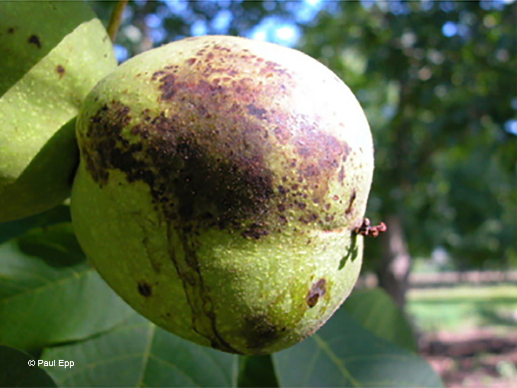 Befallene, unreife Frucht