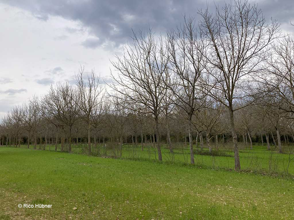 Mehrere Reihen unbelaubte Walnussbäume auf einer Wiese