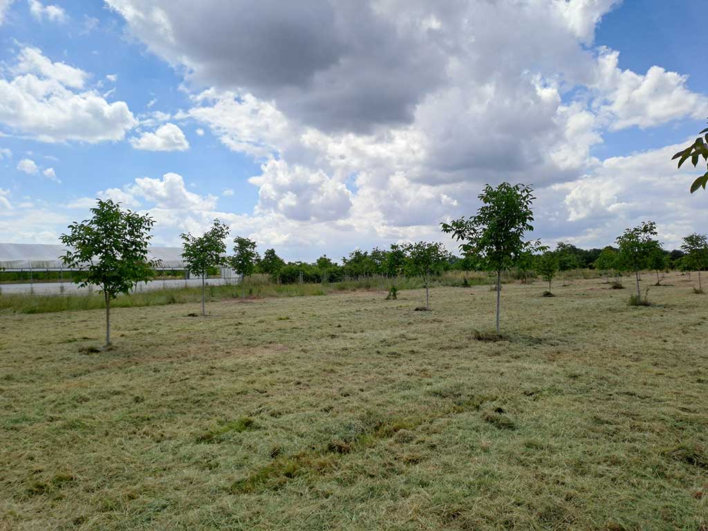 Junge, belaubte Walnussbäume auf gemulchter Wiese, der Himmel ist leicht bewölkt