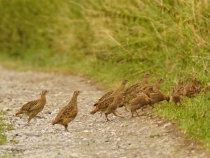 Rebhühner laufen hintereinander über einen Feldweg