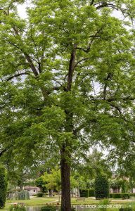 Schwarznussbaum in einem Park; © stock.adobe.com