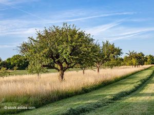 Grünlandflächen, zum Teil frisch gemäht mit Obstbäumen