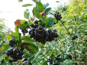 Aronia-Früchte; © stock.adobe.com